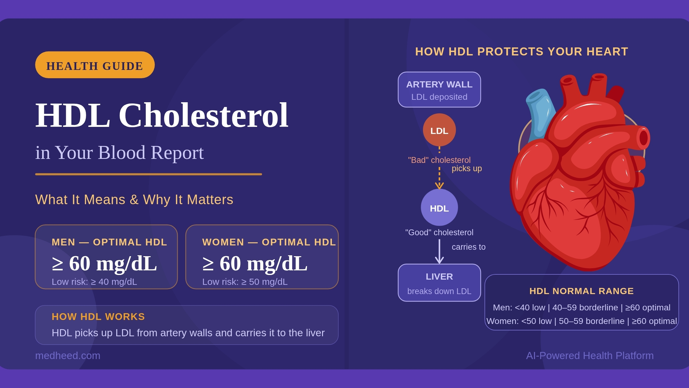 HDL Cholesterol: Normal Range & What It Means