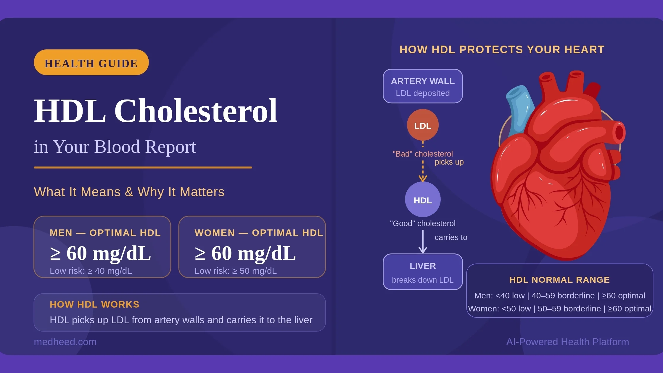 HDL Cholesterol: Normal Range & What It Means